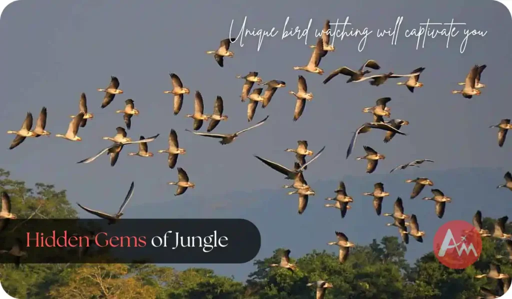 kaziranga-safari-booking-1