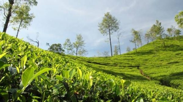 A lush green tea plantation rolling across a sunny hillside under a bright sky, Kalimpong, AmuseTripz