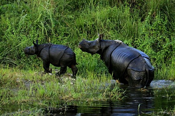 Animals in Gorumara national park,AmuseTripz - Copy