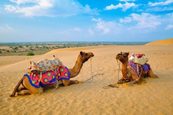Camels, signature of Rajasthan, AmuseTripz